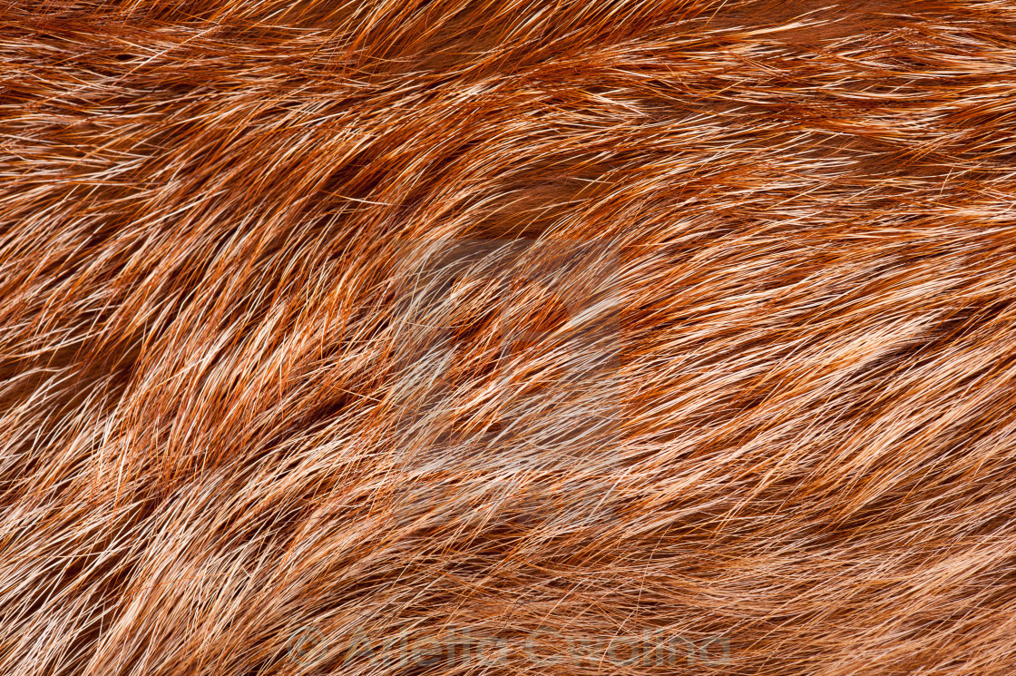Fox fur texture